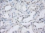 ILF2 Antibody in Immunohistochemistry (Paraffin) (IHC (P))