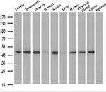 ILF2 Antibody in Western Blot (WB)