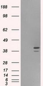 ILF2 Antibody in Western Blot (WB)