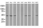 ILF2 Antibody in Western Blot (WB)