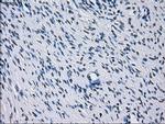 RNF144B Antibody in Immunohistochemistry (Paraffin) (IHC (P))