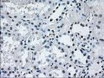 RNF144B Antibody in Immunohistochemistry (Paraffin) (IHC (P))