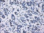 ID3 Antibody in Immunohistochemistry (Paraffin) (IHC (P))