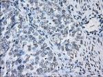 ID3 Antibody in Immunohistochemistry (Paraffin) (IHC (P))