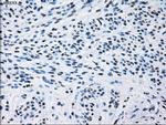 ID3 Antibody in Immunohistochemistry (Paraffin) (IHC (P))