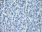 ID3 Antibody in Immunohistochemistry (Paraffin) (IHC (P))