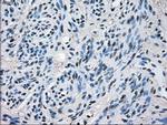 ERAB Antibody in Immunohistochemistry (Paraffin) (IHC (P))