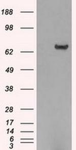 HDAC10 Monoclonal Antibody (OTI3C2)