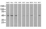 MAN1 Antibody in Western Blot (WB)