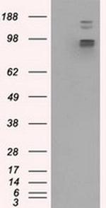 GRASP1 Antibody in Western Blot (WB)