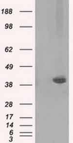Pleckstrin Monoclonal Antibody (OTI2D11)