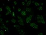 HIPPI Monoclonal Antibody (OTI2G3)