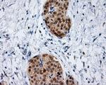 HIPPI Antibody in Immunohistochemistry (Paraffin) (IHC (P))