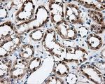 FAHD2A Antibody in Immunohistochemistry (Paraffin) (IHC (P))