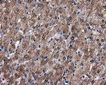 FAHD2A Antibody in Immunohistochemistry (Paraffin) (IHC (P))