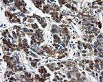 FAHD2A Antibody in Immunohistochemistry (Paraffin) (IHC (P))