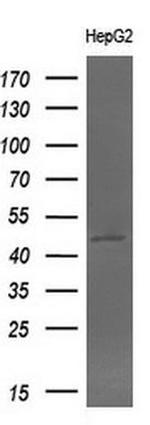 BHMT Antibody in Western Blot (WB)