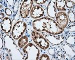 SIL1 Antibody in Immunohistochemistry (Paraffin) (IHC (P))