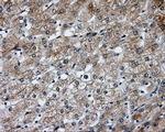 SIL1 Antibody in Immunohistochemistry (Paraffin) (IHC (P))