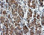 SIL1 Antibody in Immunohistochemistry (Paraffin) (IHC (P))