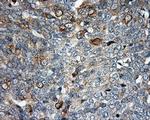 SIL1 Antibody in Immunohistochemistry (Paraffin) (IHC (P))