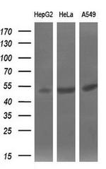 SIL1 Antibody in Western Blot (WB)