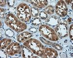 KIAA1609 Antibody in Immunohistochemistry (Paraffin) (IHC (P))