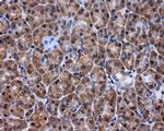 KIAA1609 Antibody in Immunohistochemistry (Paraffin) (IHC (P))