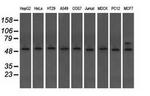 TUBA8 Antibody in Western Blot (WB)