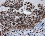 SIL1 Antibody in Immunohistochemistry (Paraffin) (IHC (P))