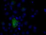 NPR3 Monoclonal Antibody (OTI4C3)