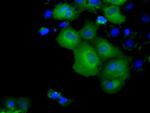 KCTD5 Monoclonal Antibody (OTI3C8)