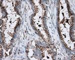 KCTD5 Antibody in Immunohistochemistry (Paraffin) (IHC (P))