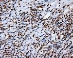KIAA1609 Antibody in Immunohistochemistry (Paraffin) (IHC (P))