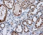 SIL1 Antibody in Immunohistochemistry (Paraffin) (IHC (P))