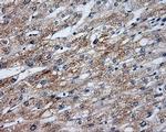 SIL1 Antibody in Immunohistochemistry (Paraffin) (IHC (P))