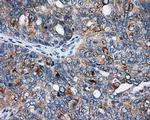SIL1 Antibody in Immunohistochemistry (Paraffin) (IHC (P))