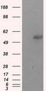 SIL1 Antibody in Western Blot (WB)