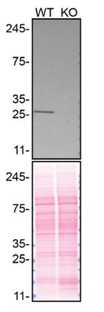 RhoGDI Antibody in Western Blot (WB)