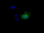 NIT2 Monoclonal Antibody (OTI3D5)