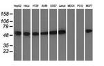 TUBA8 Antibody in Western Blot (WB)