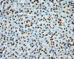 cGKI Antibody in Immunohistochemistry (Paraffin) (IHC (P))