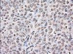 UAP56 Monoclonal Antibody (OTI2C5)