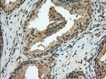 PDE4A Antibody in Immunohistochemistry (Paraffin) (IHC (P))