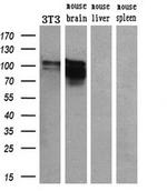 PDE4A Antibody in Western Blot (WB)