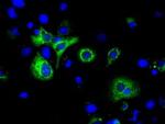 H6PD Antibody in Immunocytochemistry (ICC/IF)