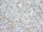 H6PD Antibody in Immunohistochemistry (Paraffin) (IHC (P))