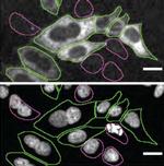 Profilin 1 Antibody in Immunocytochemistry (ICC/IF)