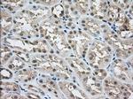 NXNL2 Antibody in Immunohistochemistry (Paraffin) (IHC (P))