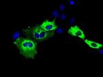 IGF2BP2 Antibody in Immunocytochemistry (ICC/IF)